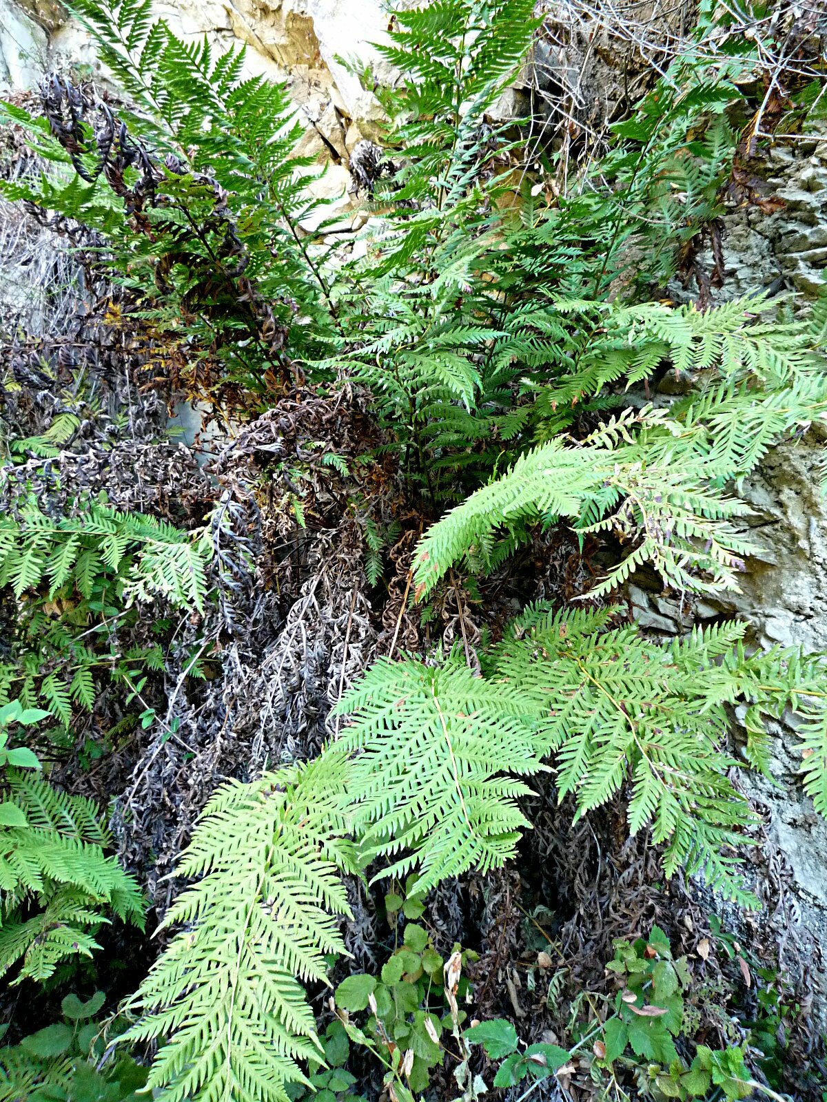 High Resolution Woodwardia fimbriata Plant